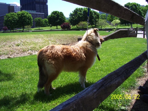 colliePhotoGoodGadfly AS PUPstand right side.jpg